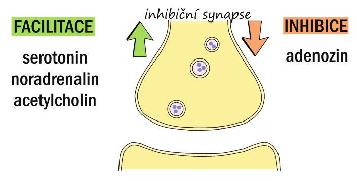 centrálně nervové úrovni se uplatňují systémy přenašečů (neurotransmiterové systémy viz kap. II/11.1.3), neurotransmitery se uplatňují na synapsích, tj.