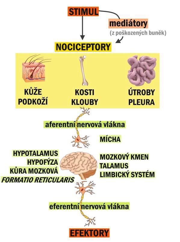 PŘEHLED FYZIOLOGIE I PRO VFU BRNO 192 Neurotransmitery jsou chemické látky uvolňované z nervových zakončení na synapsích (viz také kap. II/11.1.3).