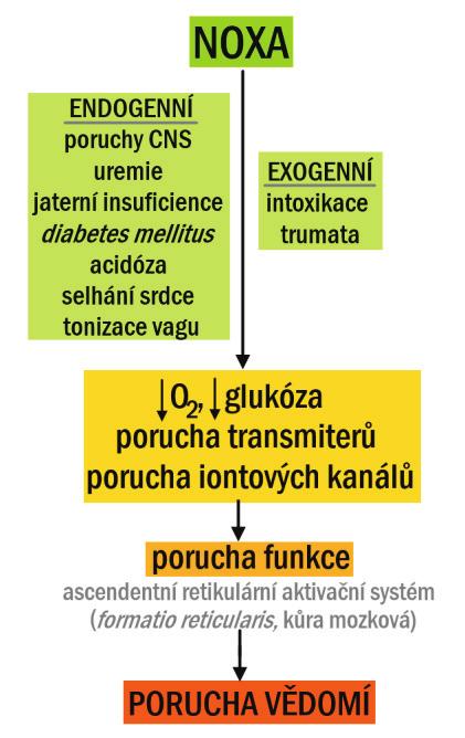 PŘEHLED FYZIOLOGIE I PRO VFU BRNO 196 kóma: nejtěžší stupeň poruchy vědomí, vzhled mrtvého, vegetativní funkce (činnost srdce, dýchání) jsou zachované nebo narušené, kóma povrchní: některé reflexy