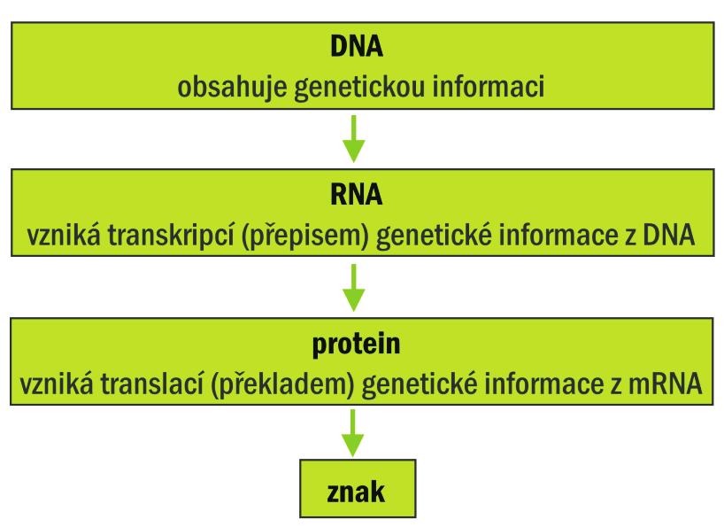 propustná jen pro ionty a malé molekuly, obsahuje ale póry, přes které se transportují proteiny a mediátorová kyselina ribonukleová (mrna), transport zajišťují proteiny označované importiny a