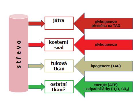 203 METABOLISMUS Vysvětlivky: TAG = triacylglyceroly, ATP = adenozintrifosfát glukóza v buňkách je fosforylována na glukóza-6-fosfát, fosforylace je katalyzována hexokinázou, fosforylace v játrech je