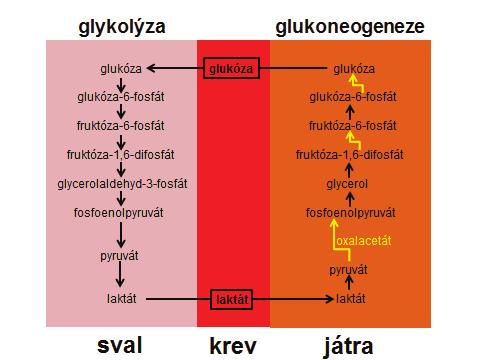 glykogeneze, nebo je štěpen přes meziprodukty na pyruvát a/nebo laktát, což se označuje glykolýza (glykolýzu aktivuje inzulin, inhibuje glukagon), laktát je postupně v játrech přes oxalacetát