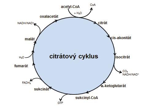 PŘEHLED FYZIOLOGIE I PRO VFU BRNO 204 pyruvát prostřednictvím přenašeče pyruvátu vstupuje do mitochondrií, kde je oxidativně dekarboxylován komplexem enzymů (označovaným pyruvátdehydrogenáza) na