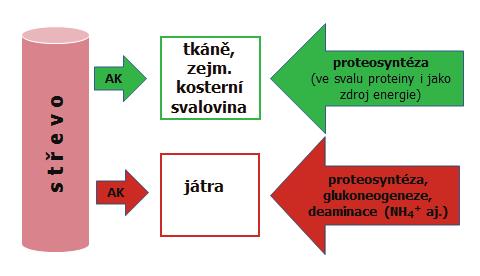 205 METABOLISMUS metabolismus: Vysvětlivky: AK = aminokyseliny většina NH 4 +, který vznikl deaminací aminokyselin v játrech, se přetváří na močovinu (ureosyntetický cyklus, močovinový,