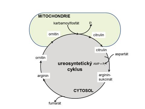 vystupuje z mitochondrií do cytosolu kondenzací citrulinu s aspartátem vzniká argininsukcinát ten se štěpí na arginin a fumarát arginin se štěpí na ureu a ornitin ornitin z cytosolu vstupuje