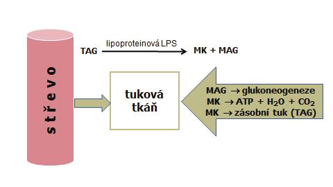 PŘEHLED FYZIOLOGIE I PRO VFU BRNO 206 triacylglyceroly jsou estery glycerolu a mastných kyselin, jsou resyntetizovány z mastných kyselin a monoacylglycerolů v enterocytu (viz kap.