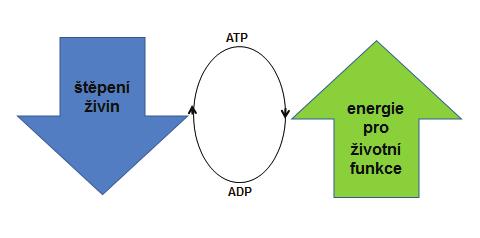 207 METABOLISMUS vzniklá energie se uskladňuje v řadě nových sloučenin makroergních fosfátech (ATP), polysacharidech, proteinech a tucích: Vysvětlivky: ATP = adenozintrifosfát, ADP = adenozindifosfát