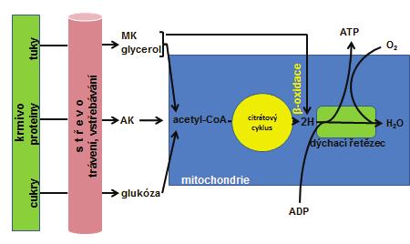 1,3-bisfosfoglycerátu na 3- fosfoglycerát, (obě reakce jsou součástí glykolýzy), - přeměnu sukcinyl-coa na sukcinát (reakce je součástí citrátového cyklu), (2) oxidativní fosforylací v