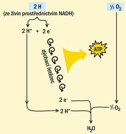 ), které katalyzují metabolizaci sacharidů, proteinů a lipidů na CO 2 a H 2 O, do vnitřní membrány je vestavěn dýchací řetězec, což jsou molekuly podílející se na buněčném dýchání (viz dále); mají