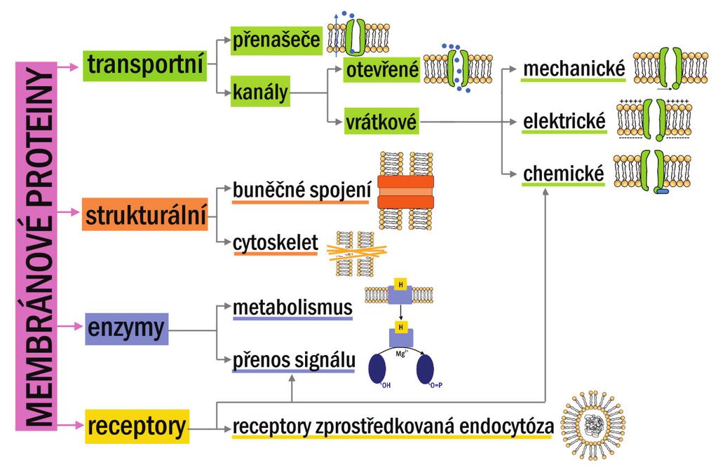 PŘEHLED FYZIOLOGIE I PRO VFU BRNO 26 (např. receptory), membránové proteiny mají různé funkce: adhezivní molekuly (poutají buňky k sobě navzájem nebo připoutávají buňky k bazálním membránám, resp.