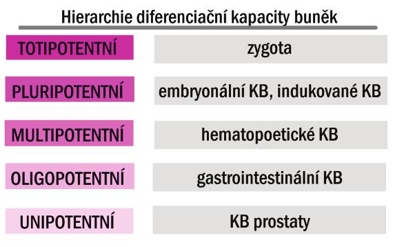 29 BUŇKA Vysvětlivky: KB = kmenové buňky Kmenové buňky jsou buněčnou populací, schopnou proliferace, sebeobnovy, produkce diferencovaných buněk a regenerace tkání, vyznačují se asymetrickým dělením,