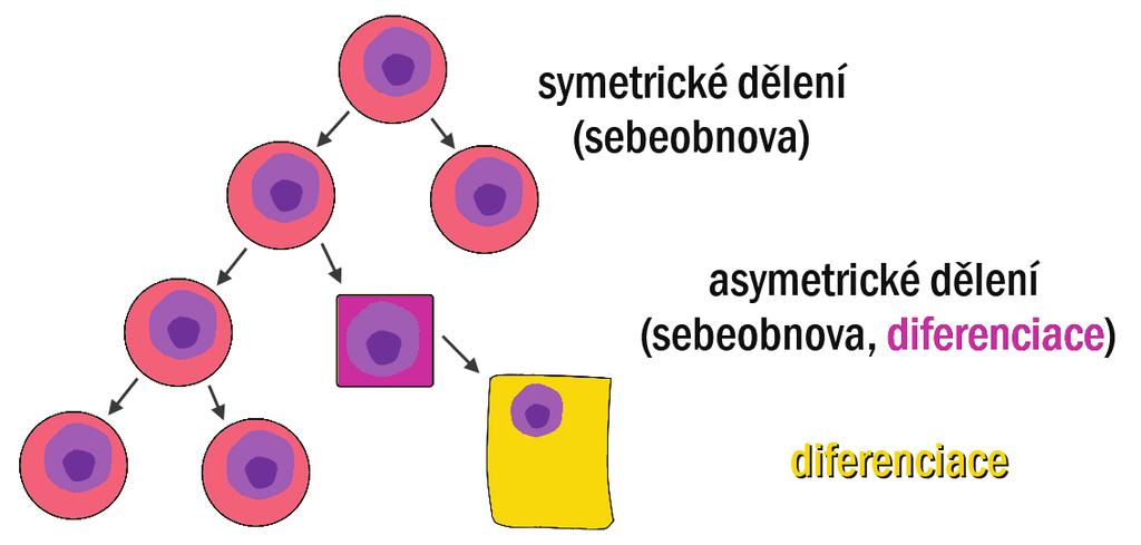 přeměna buňky jedné tkáně v buňku zcela jiné tkáně, spojená se ztrátou specifických znaků a funkcí a nabytím nových znaků a funkcí, se označuje transdiferenciace; systém kmenových buněk má dva