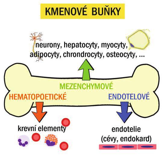 PŘEHLED FYZIOLOGIE I PRO VFU BRNO 30 prasat, králíků, norků a kuřat, adultní/somatické kmenové buňky (ASC, adult/somatic stem cells), nacházejí se ve většině tkání dospělého organismu, odpovídají za