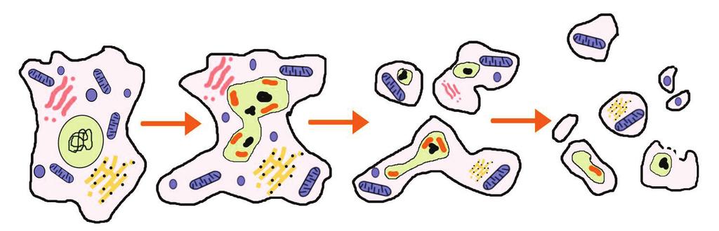 35 BUŇKA norma kondenzace cytoplazmy fragmentace apoptotická tělíska změny na jádře (se zachovanými mitochondriemi) apoptóza je zprostředkována buňkami: cytotoxickými T-lymfocyty (obsahují enzym
