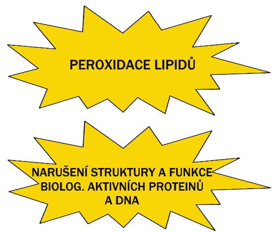 PŘEHLED FYZIOLOGIE I PRO VFU BRNO 58 ukázaly hypotézami či dokonce ryzími spekulacemi), podle některých teorií je stárnutí důsledek: hromadění mutací genomové DNA v somatických buňkách s následkem