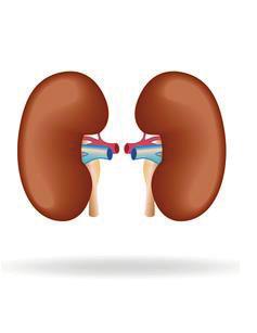 61 RŮST, VÝVOJ, STÁRNUTÍ uropoetický systém snížení funkční kapacity ledvin: pokles glomerulární filtrace, (v důsledku redukce počtu glomerulů, poklesu prokrvení ledvin,