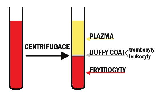 PŘEHLED FYZIOLOGIE I PRO VFU BRNO 70 extracelulární kompartment, tj.