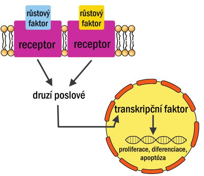 PŘEHLED FYZIOLOGIE I PRO VFU BRNO 74 Růstový faktor Stimulace tvorby (příklady) erytropoetin erytrocyty, megakaryocyty CSF-GM granulocyty, monocyty CSF-G granulocyty neutrofilní CSF-M monocyty IL-1