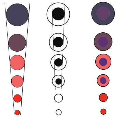 PŘEHLED FYZIOLOGIE I PRO VFU BRNO 76 vývojové stupně krevních buněk: Vysvětlivky: CFU-L = colony forming units, jednotky tvořící kolonie progenitorů lymfocytů, CFU-GEMM = colony forming units,