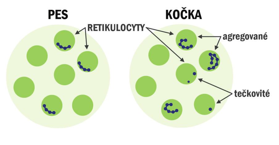 77 KREV Prekurzory krevních buněk lze prokázat vyšetřením krevních nátěrů obarvených panopticky, tj. přehledně (např.