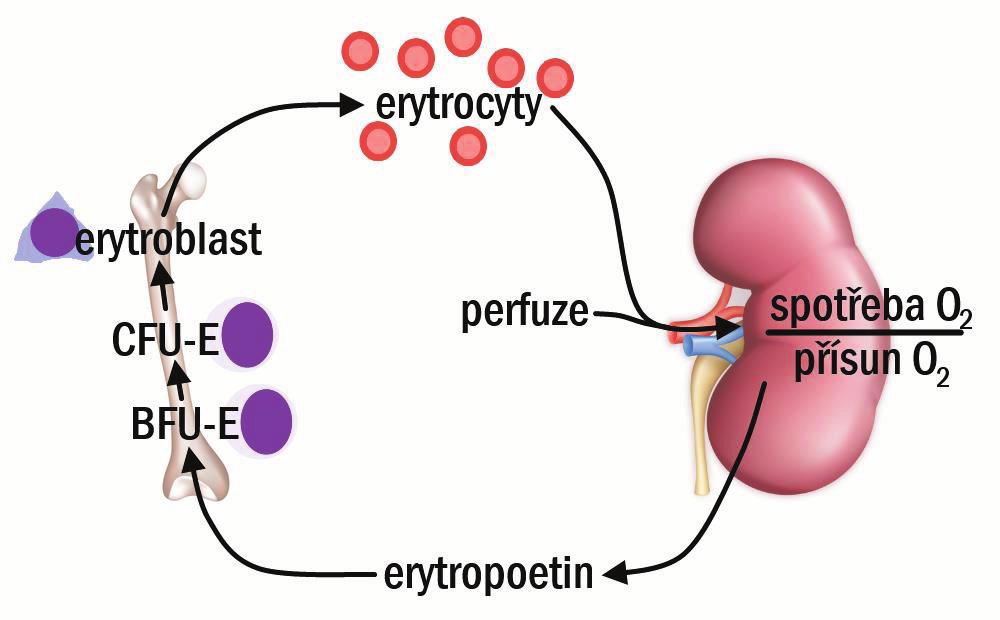79 KREV Vysvětlivky: CFU-E = colony forming unit, jednotka tvořící kolonie erytrocytárních progenitorů, BFU-E = burst forming unit-e Erytropoetin (EPO), chemicky glykoprotein, vzniká zejména v