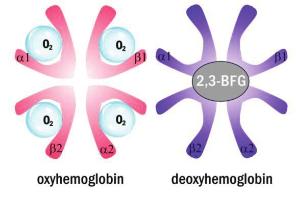 PŘEHLED FYZIOLOGIE I PRO VFU BRNO 80 Pentózový cyklus (pentózafosfátová metabolická dráha, hexózamonofosfátový zkrat) je alternativní cesta oxidace glukózy (přímá oxidace glukózy na CO 2 ).