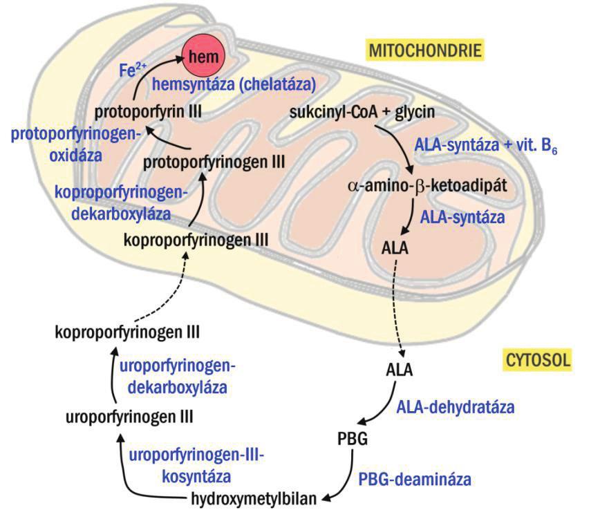 81 KREV Vysvětlivky: ALA = -aminolevulová kyselina, PBG = porfobilinogen hemoglobinizace má počátek ve stadiu bazofilního erytroblastu, maximum je ve stadiu polychromatofilního erytroblastu,