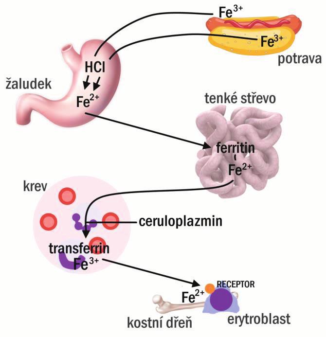 , zdrojem železa pro hemoglobin je plazmatický transferrin, transferrin (obsahuje Fe 3+ ) kontaktuje svůj receptor na membráně erytroblastu, membrána se začne vchlipovat (invaginovat) do