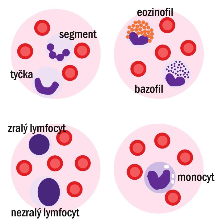 PŘEHLED FYZIOLOGIE I PRO VFU BRNO 88 podle členitosti jádra se leukocyty člení na: mononukleáry (monocyty, lymfocyty), poly(morfo)nukleáry (neutrofily, eozinofily, bazofily); podle vývojové linie se