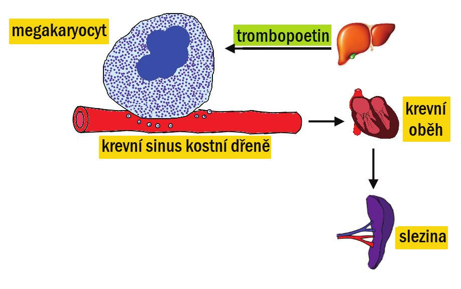 PŘEHLED FYZIOLOGIE I PRO VFU BRNO 90 Trombopoetin, chemicky glykoprotein, je růstový faktor, produkovaný játry, zvyšuje počet megakaryocytů v kostní dřeni a stimuluje vznik většího počtu trombocytů z