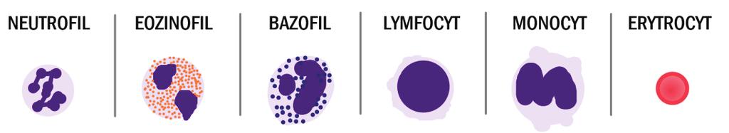 PŘEHLED FYZIOLOGIE I PRO VFU BRNO 92 Abnormality trombocytů v obvodové krvi zahrnují změny jejich počtu a funkcí.