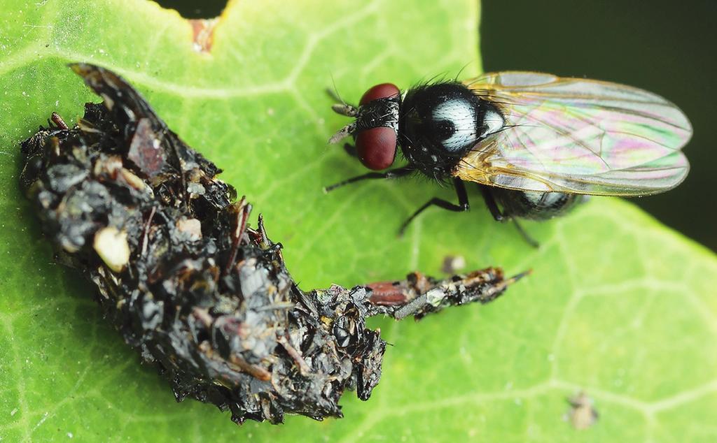 MÁCA et al.: KOPINATKOVITÍ (DIPTERA, LONCHAEIDAE) ČESKÉ ČÁSTI KRKONOŠ 213 Obr. 1. Neurčený druh kopinatky (Lonchaea sp.) u pozůstatku pavoučí kořisti, na které se s velkou pravděpodobností přiživoval.