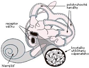 (ducti semicirculares). Orgán sluchu se nachází v hlemýždi (cochlea). Polokruhovité kanálky mají v místech ampulárního rozšíření svazky vláskových buněk.