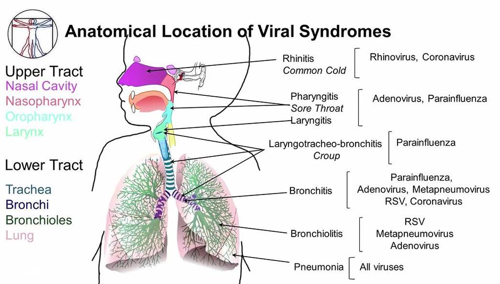 Zdroj:RWJF Microbiology,