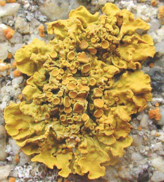 Xanthoria parietina terčník zední Lupenitá stélka s