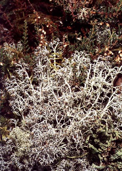 Cladonia rangiferina dutohlávka sobí Dutohlávka sobí je řazena do