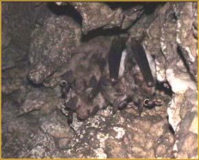 Kateřinská cave, KC (1959-2005) 250 200 Mytis mytis Rhinlphus hippsiders Other spp.