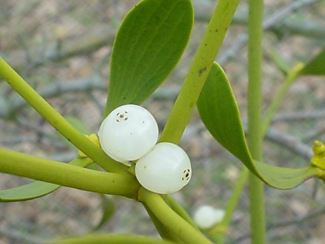 Viscum bobule obsahují slizovitou hmotu s více semeny lepkavá hmota zůstává na semenech i po průchodu trávícím traktem semena se přilepí na větve hostitele, jinak nevyklíčí v semenech