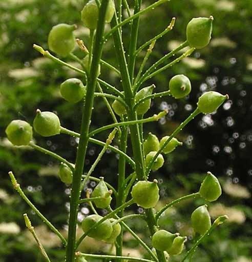 "pneumatikochorie" pomocný způsob pro některé autochtonní druhy příklady Salvia