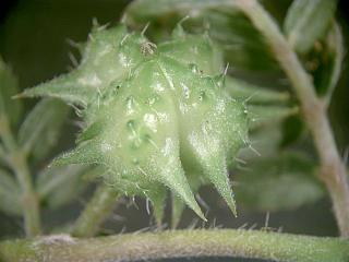 plodů a semen dvounaţky: Galium aparine, Sanicula merikarpia: Cynoglossum, Tribulus češule: Agrimonia klásky:
