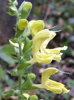 Juncus tenuis Salvia glutinosa