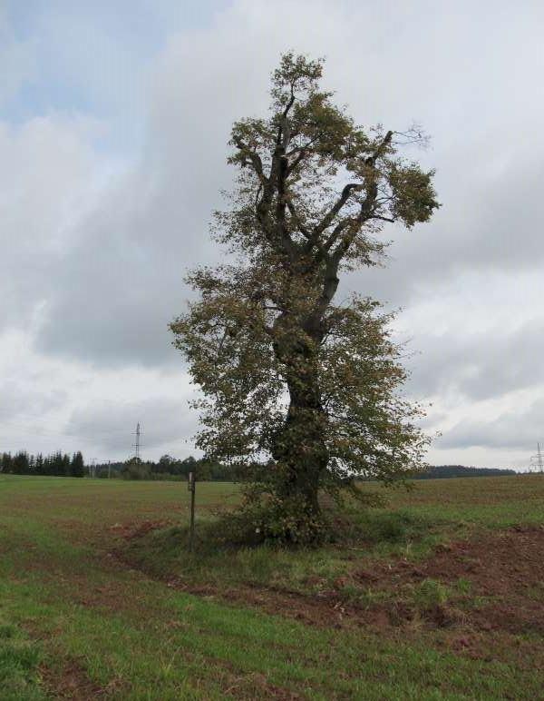 Specifické způsobilé výdaje -