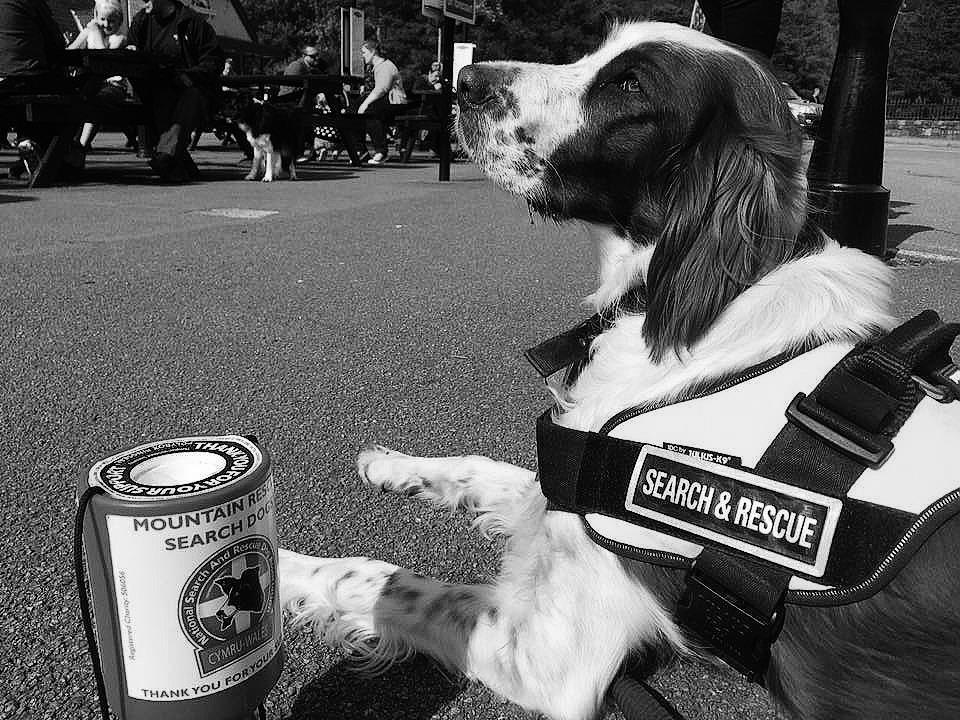 Irský červenobílý setr jako záchranář Caispern Nebiolo (Izzy) je 4 letá fena plemene Irský červenobílý setr, jejíž majitel je členem SARDA (Search and Rescue Dogs Association asociace stopovacích a