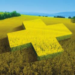 Odolnost vůči pukání šešulí DEKALB hybridy nabízejí snížení výnosových ztrát, zvýšení rychlosti a flexibility sklizně řepek bez ohledu na počasí díky geneticky zvýšené