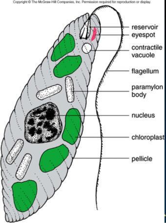 krásnoočka (Euglenophyta)