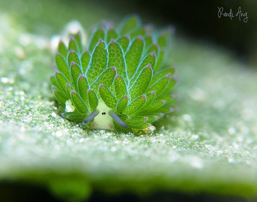 Costasiella