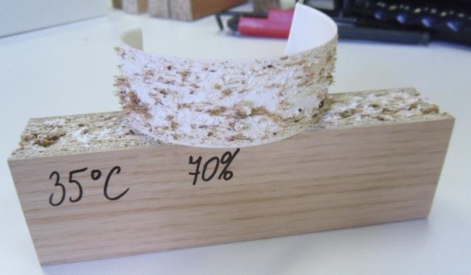 2.Vzorky vystavené působení teploty 50 C a vlhkosti 70 % Při působení teploty 50 C a vlhkosti 70 % došlo k změnám na  