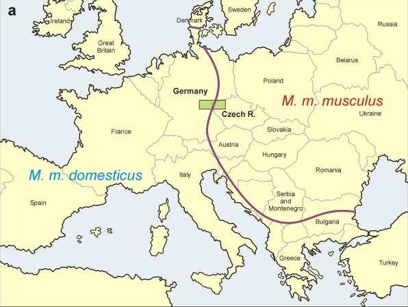 tedy docházet na menší vzdálenosti) než geny bez vlivu na reprodukční izolaci (HUNT & SELANDER, 1973; HARRISON, 1990). TEETER et al.