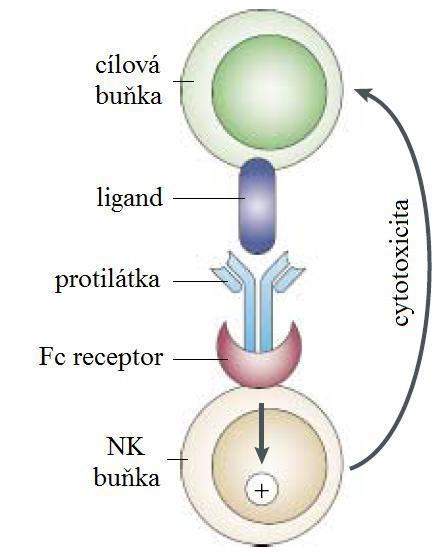 buňkami. Perforin se začleňuje do membrány cílové buňky a v přítomnosti Ca 2+ iontů polymeruje a vytváří tak cylindrické póry (podobně jako komplementový protein C9).