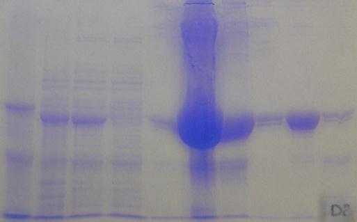Tab. 4: Výtěţky z produkce proteinů R2-FcHis, C1-FcHis, W1-FcHis a S1-FcHis. protein V prod. média [ml] výtěţek [mg] výtěţek na 1 l prod.